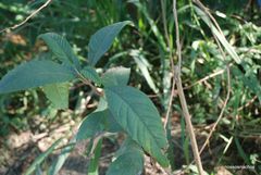 Citharexylum myrianthum