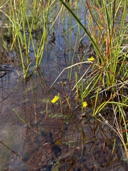 Utricularia minor