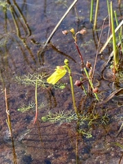 Utricularia minor