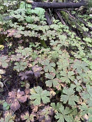 Anemonastrum baicalense