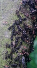 Pterochloroides persicae