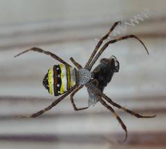 Argiope aetherea