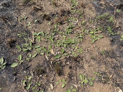 Berkheya radula
