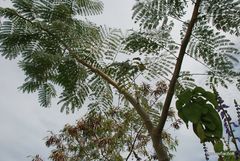 Enterolobium contortisiliquum