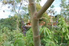 Enterolobium contortisiliquum