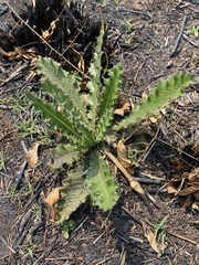 Berkheya radula