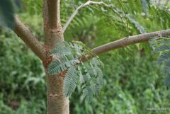 Enterolobium contortisiliquum