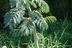 Enterolobium contortisiliquum