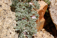 Astragalus purshii