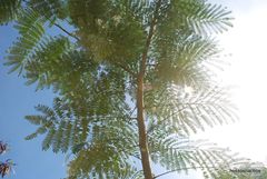 Enterolobium contortisiliquum