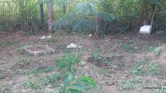 Enterolobium contortisiliquum