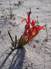 Babiana ringens australis