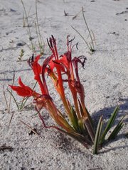 Babiana ringens australis
