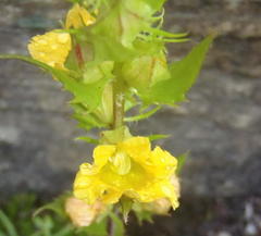 Alectra sessiliflora sessiliflora