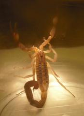 Centruroides limpidus