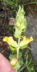 Alectra sessiliflora sessiliflora