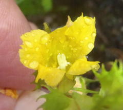 Alectra sessiliflora sessiliflora