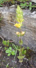 Alectra sessiliflora sessiliflora