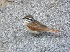 Emberiza capensis capensis