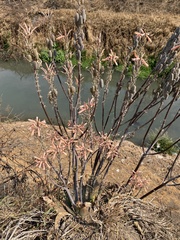 Aloe greatheadii