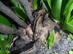 Aloiampelos commixta