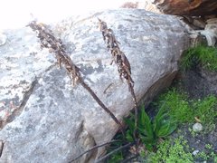 Aloiampelos commixta