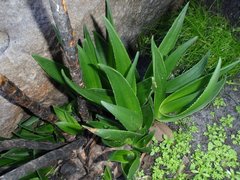 Aloiampelos commixta