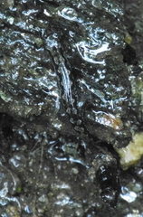 Desmognathus perlapsus