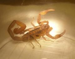 Centruroides limpidus