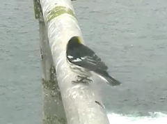 Setophaga townsendi × occidentalis