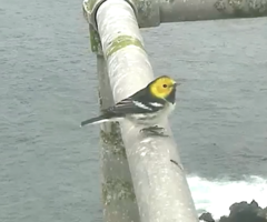 Setophaga townsendi × occidentalis