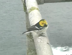 Setophaga townsendi × occidentalis