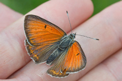Lycaena candens