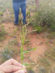 Panicum hirticaule