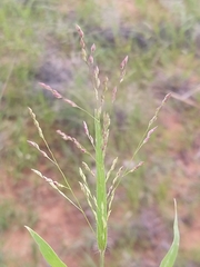 Panicum hirticaule