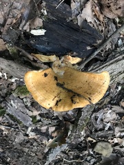 Lactarius salmoneus