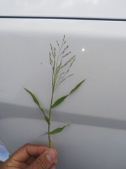 Panicum hirticaule