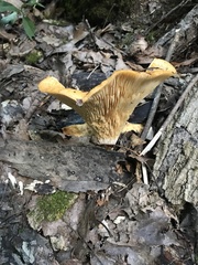 Lactarius salmoneus