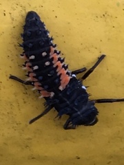 Harmonia axyridis