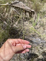 Digitaria filiformis