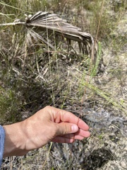 Digitaria filiformis