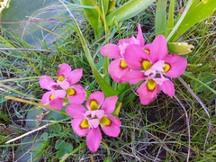 Moraea tricolor