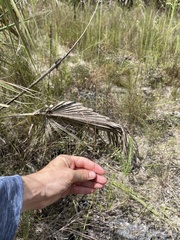 Digitaria filiformis