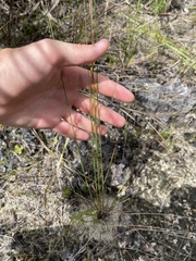 Digitaria filiformis
