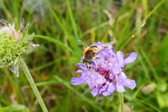 Eristalis jugorum