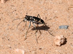 Cicindela schauppii