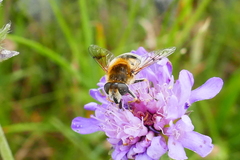 Eristalis jugorum