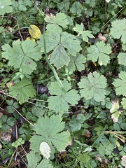 Anemonastrum baicalense