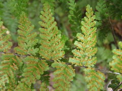 Cheilanthes bergiana
