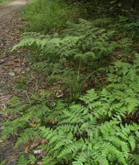 Cheilanthes bergiana